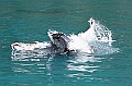 Alaska Wildlife-75